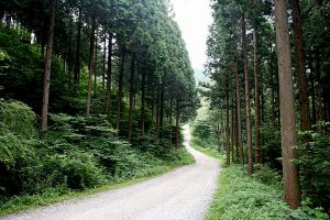 Korea’s Afforestation Project that Took the World by Surprise