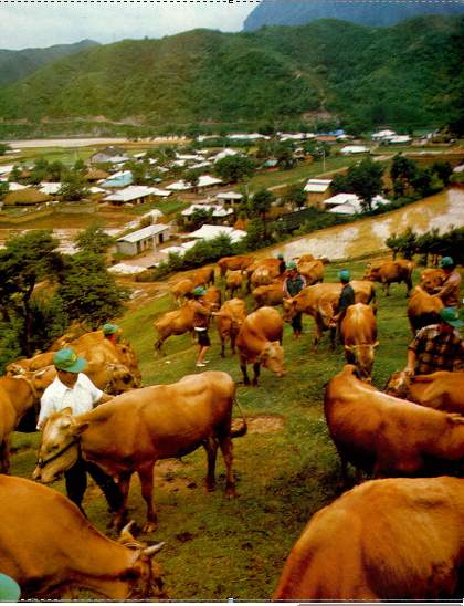 1976년 삼화목장(새마을 화보, 1976)