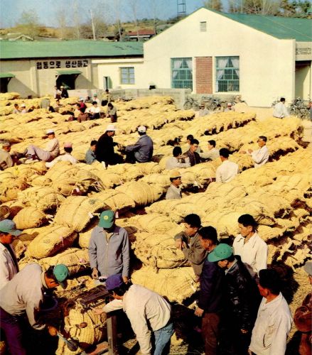 통일벼 품종 개량으로 유례없는 쌀 수확량을 기록한 이천군(새마을 화보, 1975)