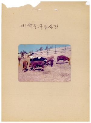 1976년 4차 동막마을 우수마을특별지원서류- 비육우구입사진